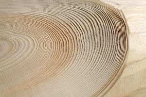 Daytime Nature Photography Drucke: Annual rings of a tree trunk