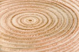 Annual Ring Patterns Drucke: Annual rings on a tree trunk
