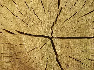 Tree Trunk Cross Section Drucke: Annual rings of a tree trunk