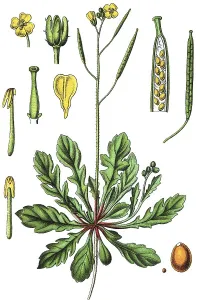 Flora And Fauna Pictures Drucke: Annual wall-rocket (Diplotaxis muralis)