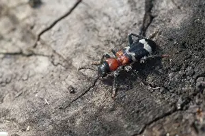 Wildlife Insect Photography Drucke: Ant beetle, checkered ant beetle
