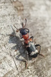 Drucke von Ameisenkäfer, gefleckter Ameisenkäfer, Thanasimus formicarius, Käfer, Coleoptera, großes Format, Portraitformat, Insekten Schachbrettkäfer Drucke: Ameisenkäfer, gefleckter Ameisenkäfer