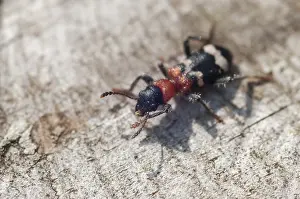 Natural Environment Wildlife Photos Drucke: Ant beetle, checkered ant beetle
