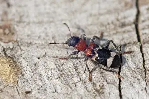 Natural Environment Wildlife Photos Drucke: Ant beetle, checkered ant beetle