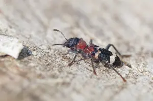 Drucke von Ameisenkäfer, gefleckter Ameisenkäfer, Thanasimus formicarius, Käfer, Coleoptera, Insekten, Käfer Schachbrettkäfer Drucke: Ameisenkäfer, gefleckter Ameisenkäfer
