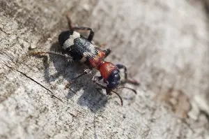 Drucke von Ameisenkäfer, gefleckter Ameisenkäfer, Thanasimus formicarius, Käfer, Coleoptera, Insekten, Käfer Schachbrettkäfer Drucke: Ameisenkäfer, gefleckter Ameisenkäfer