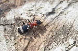 Drucke von Ameisenkäfer, gefleckter Ameisenkäfer, Thanasimus formicarius, Käfer, Coleoptera, Insekten, Käfer Schachbrettkäfer Drucke: Ameisenkäfer, gefleckter Ameisenkäfer