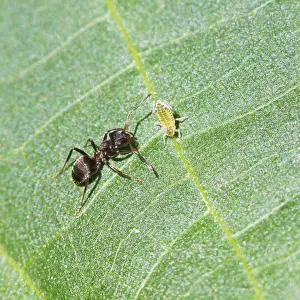 Drucke von Ameisenpflege einer Ameisenlaus auf einem Blatt eines Walnussbaumes in Nahansicht Hemiptera Drucke: Antenpflege einer Ameise bei einem Aphiden auf Blatt eines Walnussbaumes in Nahsicht.