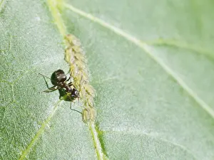 Drucke von Ein Ameise sammelt Honigtau von Aphiden auf einem Walnussblatt in engem Abstand Hemiptera Drucke: Ameise im Nahbereich, die Honigtau von Aphiden auf der Blätter einer Walnuss extrahiert