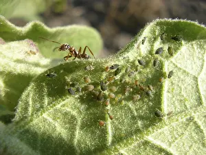 Wildlife Nature Images Drucke: The ant flocks a herd of aphids on a leaf