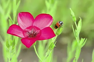 Uninhabited European Scene Drucke: Ant sack beetle, Germany