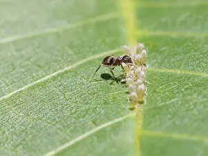 Drucke von Ein Ameise trinkt Honigtau von einer Gruppe Blattläuse auf einem Walnussblatt in der Nähe Hemiptera Drucke: Ein Ameise trinkt Honigtau von Aphiden auf der Blätter einer Walnuss.