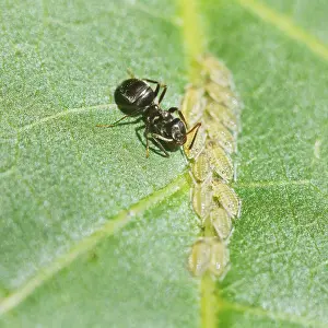 Deciduous Tree Pests Drucke: Ant willows, aphids clustered on the leaf of a walnut tree