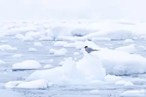 Seabird Landscape Photo Drucke: Antarctic Tern (Sterna vittata)