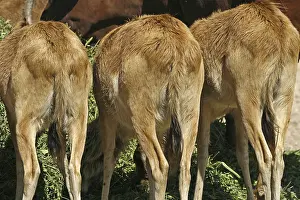 Deserted Animal Photos Drucke: Antelopes