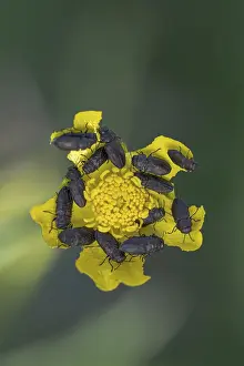 Central Europe Insect Images Drucke: Anthaxia quadripunctata (Anthaxia quadripunctata)