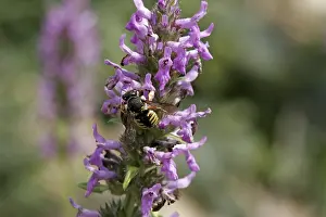 Drucke von Anthidium, Wolbee, Harzbiene Fliegen Drucke: Anthidium, Woolbee, Harzbiene