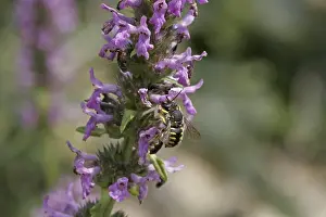 Hymenoptera Animal Images Drucke: Anthidium, woolbee, resin bee