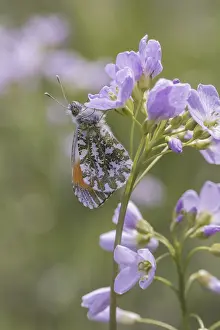 Wildlife Photography In Europe Drucke: Anthocharis cardamines (Mannchen)