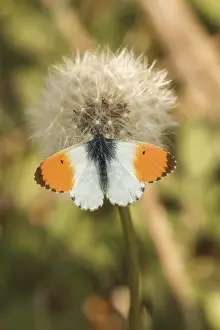 European Lepidopteran Fauna Drucke: Anthocharis cardamines (Mannchen)