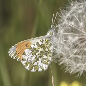 Diurnal Butterfly Europe Drucke: Anthocharis cardamines (Mannchen)