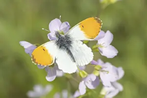 Diurnal Butterfly Europe Drucke: Anthocharis cardamines (Mannchen)
