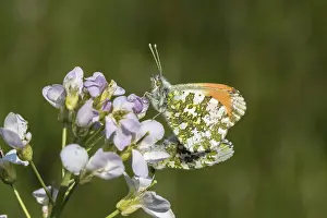 Orange Colored Lepidopteran Drucke: Anthocharis cardamines (Mannchen)