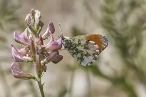 Lepidopteran Animal Pictures Drucke: Anthocharis cardamines (Mannchen)