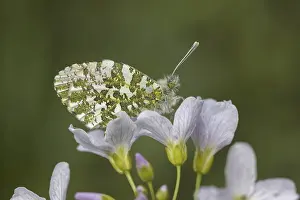 Central European Nature Scene Drucke: Anthocharis cardamines (Mannchen)