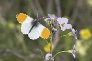 European Pierid Butterflies Drucke: Anthocharis cardamines (Mannchen)