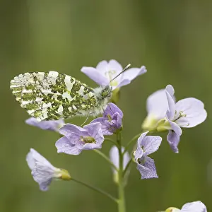 Pterygote Insect Images Europe Drucke: Anthocharis cardamines (Mannchen)