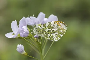 Central European Insects Drucke: Anthocharis cardamines (Mannchen)