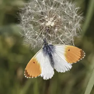 European Pierid Butterflies Drucke: Anthocharis cardamines (Mannchen)