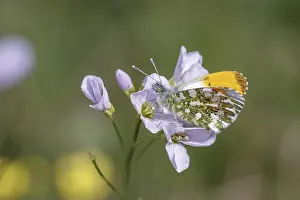 Anthocharis cardamines (Männchen)