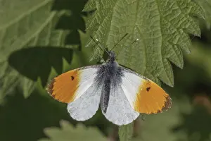 European Lepidopteran Species Drucke: Anthocharis cardamines (Mannchen)