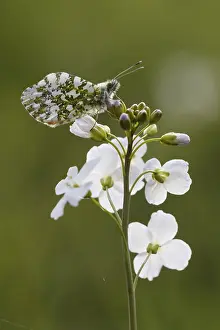Uninhabited Natural Habitat Drucke: Anthocharis cardamines (Mannchen)