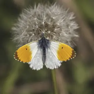Orange Tip Butterfly Drucke: Anthocharis cardamines (Mannchen)