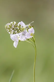 Orange Tip Butterfly Drucke: Anthocharis cardamines (Mannchen)