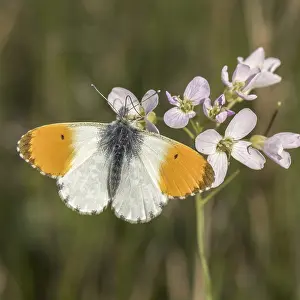 Orange Tip Butterfly Drucke: Anthocharis cardamines (Mannchen)