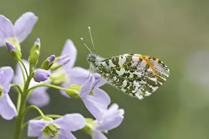 Orange Tip Butterfly Drucke: Anthocharis cardamines (Mannchen)