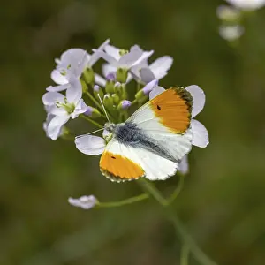 Orange Tip Butterfly Drucke: Anthocharis cardamines (Mannchen)