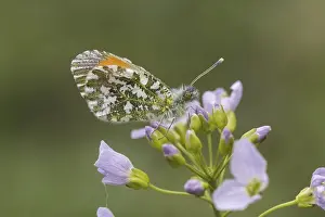 Orange Tip Butterfly Drucke: Anthocharis cardamines (Mannchen)
