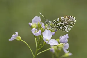 Orange Tip Butterfly Drucke: Anthocharis cardamines (Mannchen)