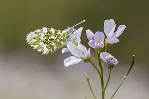 Orange Tip Butterfly Drucke: Anthocharis cardamines (Mannchen)