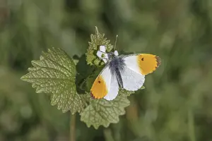 Orange Tip Butterfly Drucke: Anthocharis cardamines (Mannchen)
