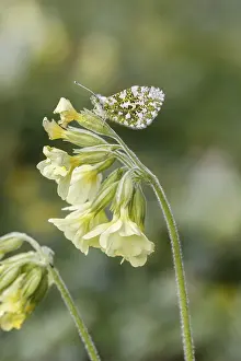 Orange Tip Butterfly Drucke: Anthocharis cardamines (Mannchen)