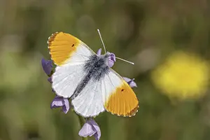Orange Tip Butterfly Drucke: Anthocharis cardamines (Mannchen)