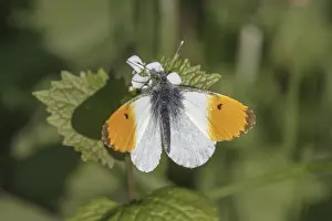 Orange Tip Butterfly Drucke: Anthocharis cardamines (Mannchen)