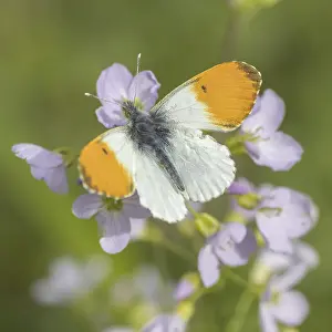 Orange Tip Butterfly Drucke: Anthocharis cardamines (Mannchen)