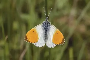 Central Europe Fauna Images Drucke: Anthocharis cardamines (Mannchen)